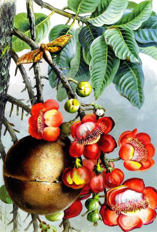 Couroupita Guianeses, British Guiana