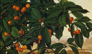 Cherries on a Bough