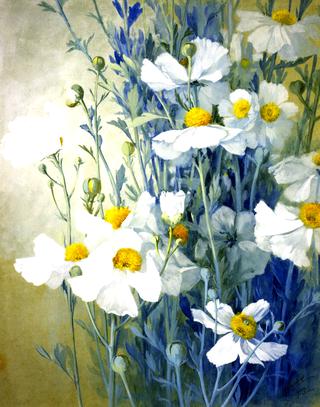 Matalija Poppies