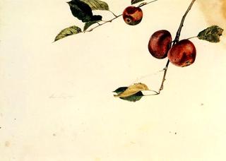 Apples on a Bough, Study for Before Picking