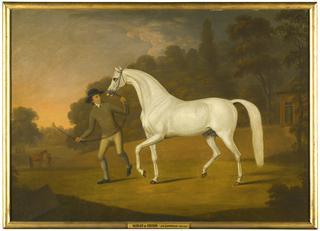 James Hugh Smith-Barry's Grey Stallion Being Led By A Groom