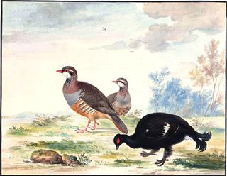 A Black Grouse and a Pair of Red-Legged Patridge