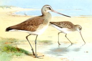 A Pair of Black-Tailed Godwit