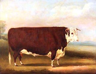 Hereford Bull: ‘Walford'