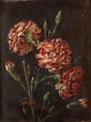 Still life with Carnations