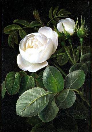 White Rose