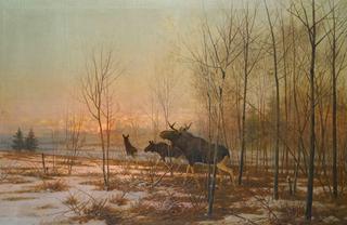 Elk in a Forest