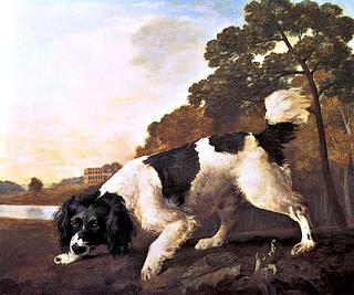 Black and White Spaniel Following a Scent