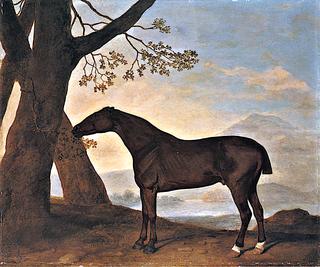 A Dark Chestnut Horse Belonging to John Musters