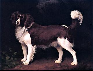 Dark Brown and White Newfoundland Spaniel