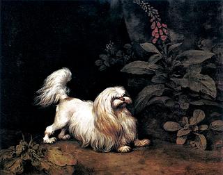 Lady Archer's Maltese Terrier