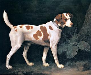 A Brown and White Dog Formerly Belonging to William Pitt, 1st Earl of Chatham