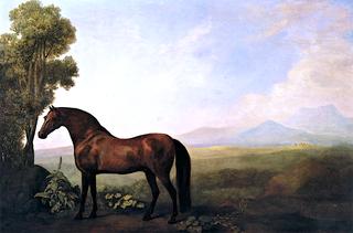 Warren Hastings' Bay Arabian Horse