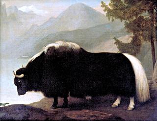 沃伦·黑斯廷斯的牦牛，为约翰·亨特画的