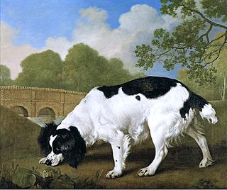 'Faddle', a Black and White Spaniel Belonging to Sir John Nelthorpe