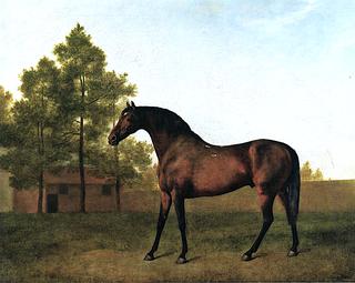 'Anvil', a Dark Bay Racehorse