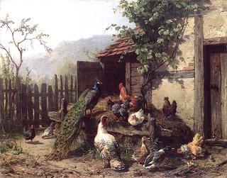 Behind the House, Peacock, Chickens and Ducks