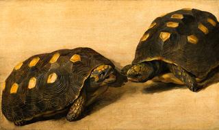 两只巴西龟的习作