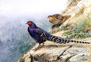 The Mikado Pheasant