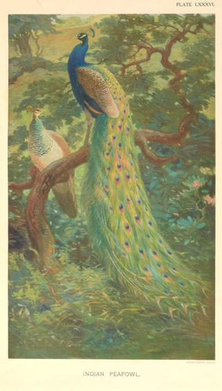 Indian Peafowl
