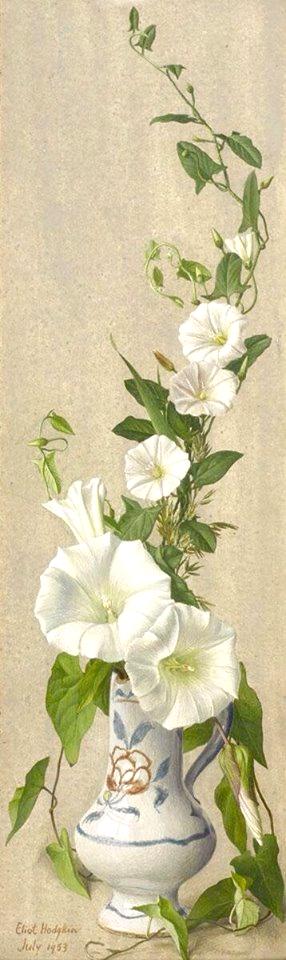 Convolvulus