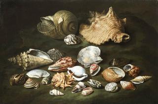 Still life with shells