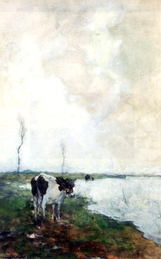 在围场里站在水边的母牛