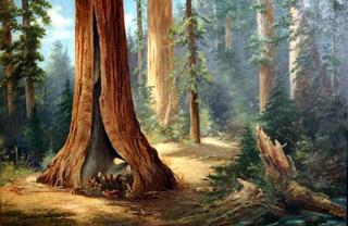 Sequoia
