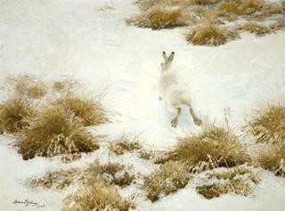 The Snow Hare