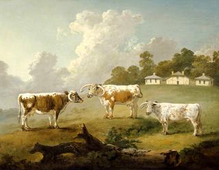 Three Long-Horned Cattle at Kenwood