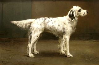 A Dog