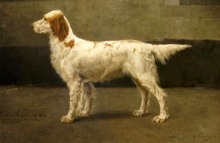 A Dog