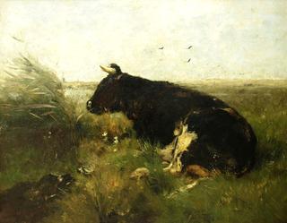 Cow Lying Down