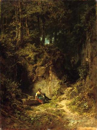 Forest Landscape