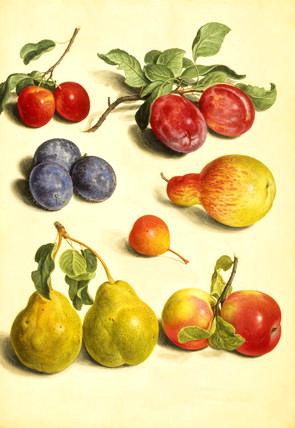 Plums, Cherries, Apples and Pears