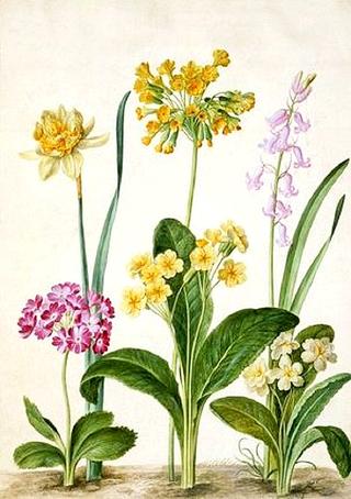 Cowslip, Primrose & other flowers, from Horti Itzsteinensis.