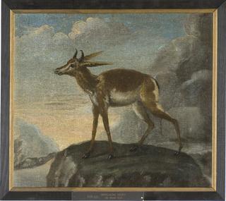 Bengalese Deer