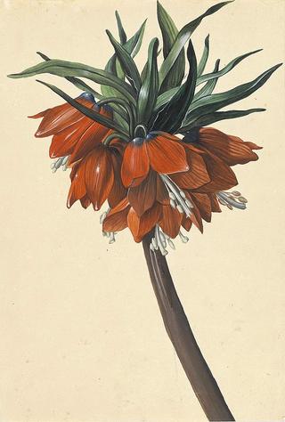 Frittelaria imperialis
