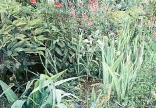Flowers, Giverny