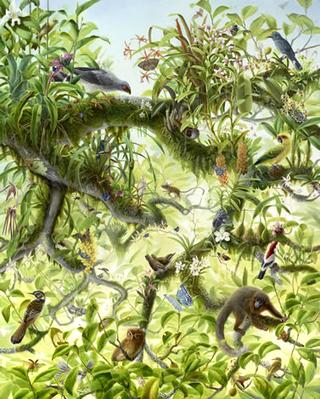 Nova: Canopy