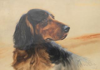 A Gordon Setter