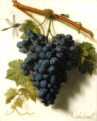 Grapes