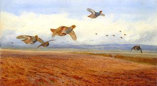 Grey Partridge in Flight, over a Field of Stubble
