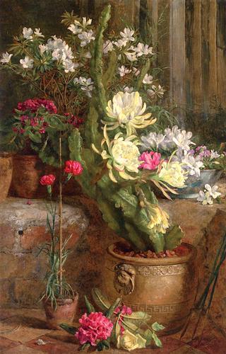 The Flowering Cactus