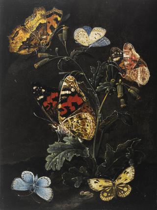 Forest Floor Still Life with Butterflies