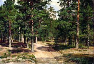 Pine Forest in Sestroretsk