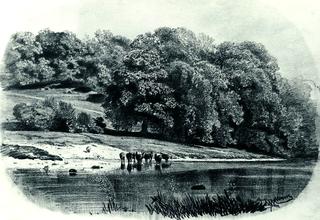 Cows by the River