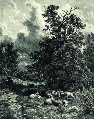 Sheep on the Forest Edge
