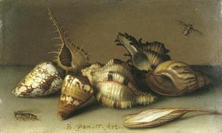 Still Life with Shells