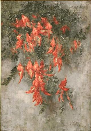 Clianthus puniceus